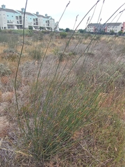 Thamnochortus insignis