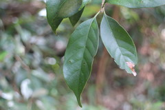 Lithocarpus glaber