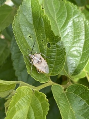 Agonoscelis versicoloratus