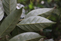 Lithocarpus glaber