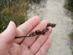 Thamnochortus insignis