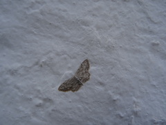 Idaea incisaria