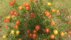 Leucospermum cuneiforme