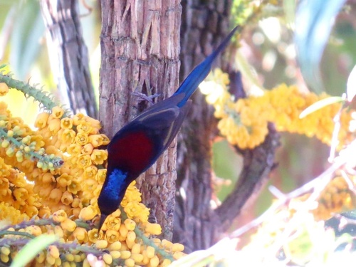 Black-throated Sunbird
