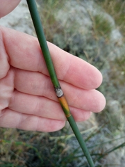 Thamnochortus insignis