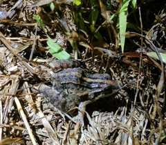 Leptodactylus fuscus