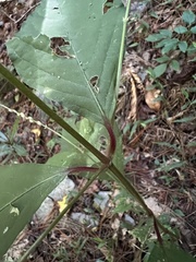 Achyranthes japonica
