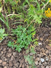 Potentilla thuringiaca