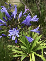 Agapanthus