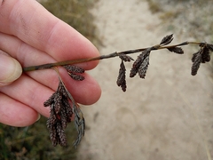 Thamnochortus insignis