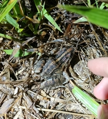 Leptodactylus fuscus