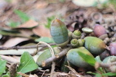 Lithocarpus glaber