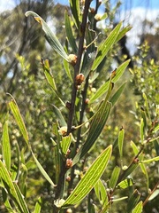 Hakea dactyloides