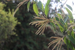 Lithocarpus glaber