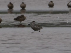 Malacorhynchus membranaceus