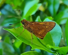 Cephrenes augiades