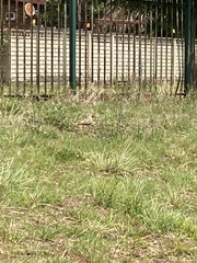 Burhinus capensis