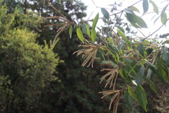 Lithocarpus glaber