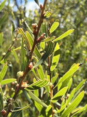 Hakea dactyloides