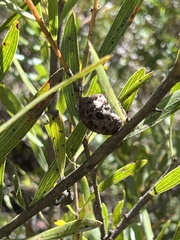 Hakea dactyloides