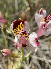 Alstroemeria pulchra