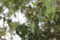Quercus globosa