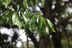 Quercus globosa