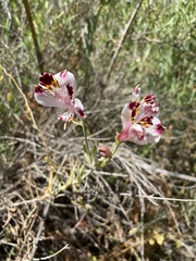Alstroemeria pulchra