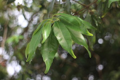 Quercus globosa