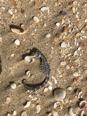 Hippocampus abdominalis