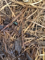 Onthophagus deterrens