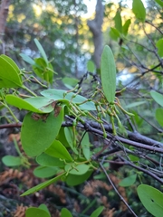 Muellerina celastroides