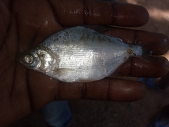 Characiformes
