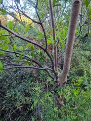 Muellerina celastroides