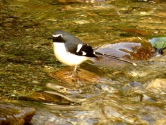 Enicurus schistaceus