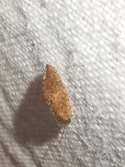 Drepanacra binocula