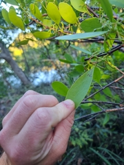 Muellerina celastroides