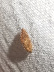 Drepanacra binocula