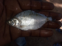 Characiformes