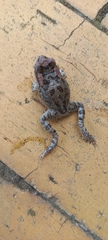 Sclerophrys capensis