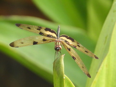 Rhyothemis variegata