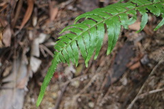 Microlepia hookeriana