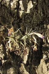Tillandsia aeranthos