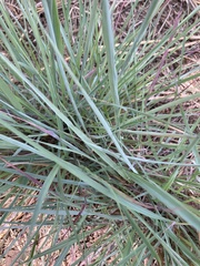 Eragrostis curvula