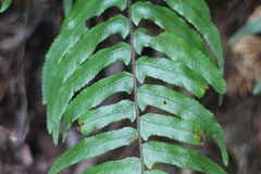 Microlepia hookeriana