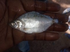 Characiformes
