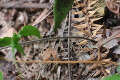 Microlepia hookeriana