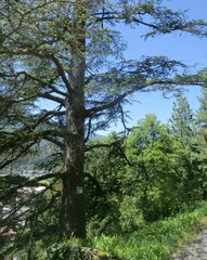 Cedrus