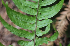 Microlepia hookeriana