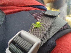 Micrommata virescens